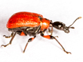 Apoderus coryli